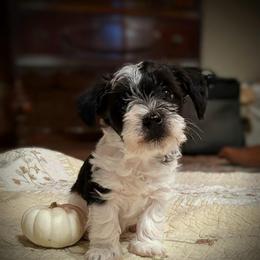Autumn - Parti female Miniature Schnauzer puppy in Oneida, Tennessee from Saving Grace