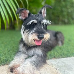 Lilo - Miniature Schnauzer