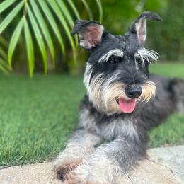 Lilo - Miniature Schnauzer