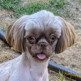 Tootsie - Shih Tzu