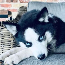 Gucci - Pomsky