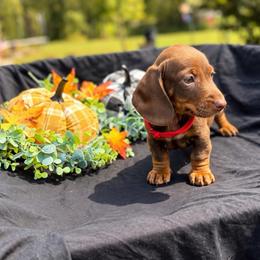 Stitch AKC - 2,500 - Chocolate and tan male Dachshund puppy in Indian Trail, North Carolina from Hilda’s Teenie Weenies