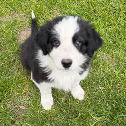Jaxon - Black and white male Border Collie puppy in Lakeview, Michigan from Haven Creek Farm