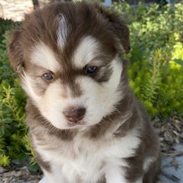 Girl 2 - Red and white Siberian Husky puppy in Butler, Missouri from Felwinter Woolies