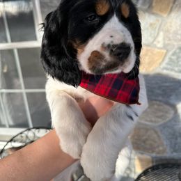 English Springer Spaniel Puppies from Hillsboro Springers