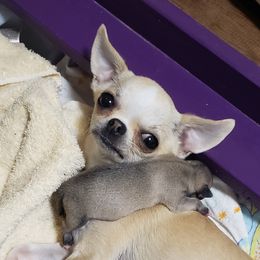 Jewel - Chihuahua