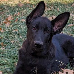 Boy 3 - Black German Shepherd puppy in St. Louis, Missouri from Schengbier's German Shepherds