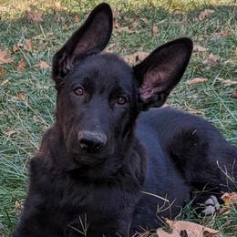 Boy 3 - Black German Shepherd puppy in St. Louis, Missouri from Schengbier's German Shepherds