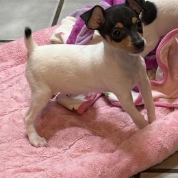 Toy Fox Terrier Puppies from Ultra Quest Show Dogs