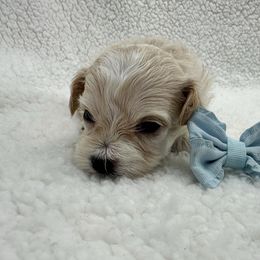 Turquoise collar - Apricot male Maltipoo puppy in Denair, California from 209PuppiesCaliforniaMaltipoo