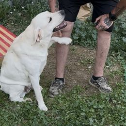 Millee - Labrador Retriever