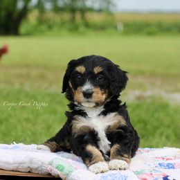 Gretchen - Tri-color female Bernedoodle puppy in Lowry City, Missouri from Cooper Creek Puppies