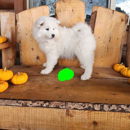 Green - White female Samoyed puppy in Salem, Utah from Happy Valley Sammies