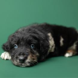 Nitro - Blue merle male Australian Shepherd puppy in Kathleen, Georgia from CM Farm