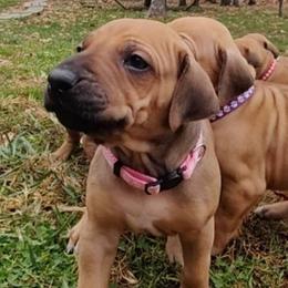 Rhodesian Ridgeback Puppies from Sans Peur Ridgebacks