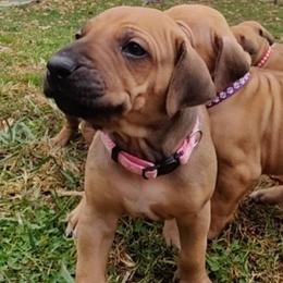 Rhodesian Ridgeback Puppies from Sans Peur Ridgebacks
