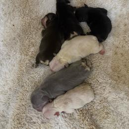 Coco tan point with OFA Parents - Tricolors male French Bulldog puppy in Billings, Montana from Yellowstone Frenchies