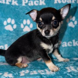 Ariel - Black and tan female Chihuahua puppy in New Bedford, Massachusetts from Roark Pack Chihuahua's & Pomsky's