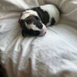 Bernedoodle Puppies from Double B Doodles