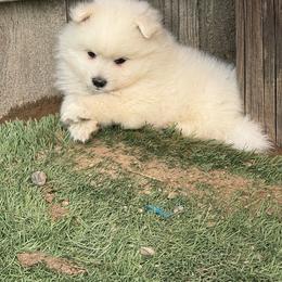 Boy 3 - White male Japanese Spitz puppy in Sebastopol, California from IMag Japanese Spitz