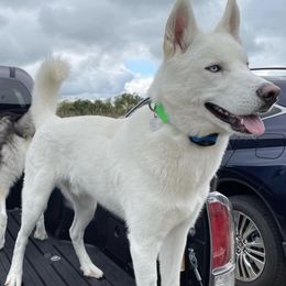 Siberian Huskies from Blue Ridge K9s