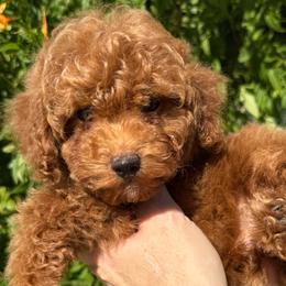 Finn - Red  male Poodle puppy in Tucson, Arizona from Adored Poodle & Doodles