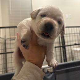 Yellow Boy 5 - Yellow male Labrador Retriever puppy in Menifee, California from The Golden Leash Kennels