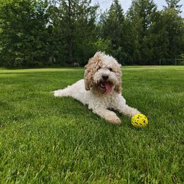 Dia - Bernedoodle