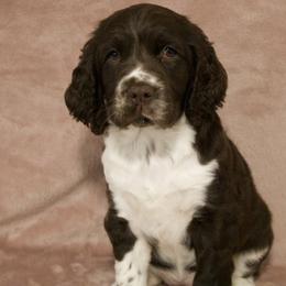 Purple Collar - Liver and white female English Springer Spaniel puppy in Dover Foxcroft, Maine from Northernwoods Springers