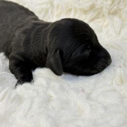 River - Black female Dachshund puppy in Atwater, California from Jes & 3 weens
