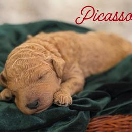 Picasso - Apricot male Poodle puppy in Brooksville, Florida from Ariella Standard Poodles & Chinese Cresteds