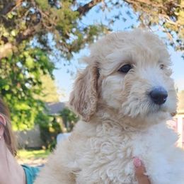 Mint girl - Bernedoodle puppy from Bella Ridge Farms & Dapper Doodles