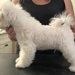 Bichon Frise All Grown Up from Johnson's Pups