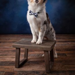 Shetland Sheepdog Puppies from Southern Charm Sheltie’s