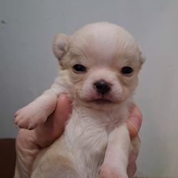Zipit - Cream and white male Chihuahua puppy in Bloomington, Indiana from TJs Chihuahuas