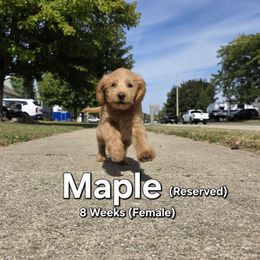 Maple - Cream female Labradoodle puppy in Genoa City, Wisconsin from Sakura Pups