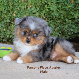 800 - Blue merle male Toy Australian Shepherd puppy in Chandler, Oklahoma from Parsons Place Aussies