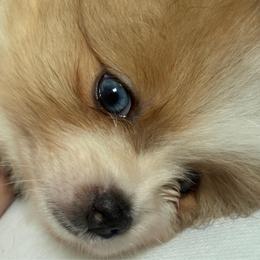 Lady Marmalade - Orange parti female Pomeranian puppy in Palatka, Florida from Sugarland Pomeranians