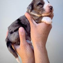 Abel - Blue merle male Aussiedoodle puppy in Orland, California from Shockley’s Elite Doodles