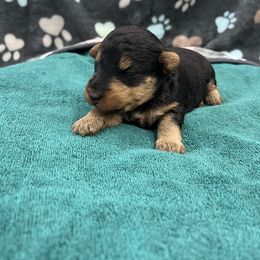 Jasmine - Black and tan female Welsh Terrier puppy in West Plains, Missouri from Sycamore Ridge Puppies