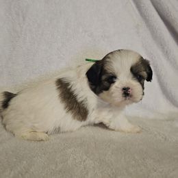 Rex - Tricolor male Shih Tzu puppy in Vernon, Texas from Jennifer's Shih Tzus