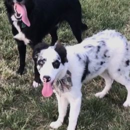 Border Collies from Kano Border Collies