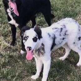 Border Collies from Kano Border Collies
