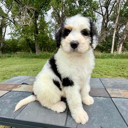 Tri Girl 2 - Tri-color female Bernedoodle puppy in Sioux Falls, South Dakota from WhiskeyCreek Doodles