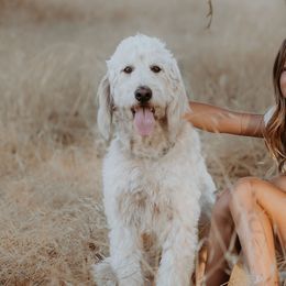 Goldendoodles from Mollyslilpups