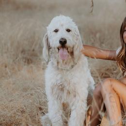 Goldendoodles from Mollyslilpups