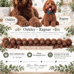 Goldendoodle puppies from Anchor Dogs