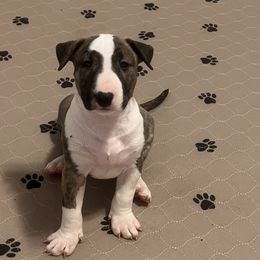 Bull Terriers from Alabama Bull Terriers