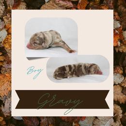 Gravy - Red merle male Australian Shepherd puppy in Cleburne, Texas from Hudson Farm