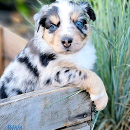 Australian Shepherd and Great Pyrenees Puppies from Naches Heights Ranch